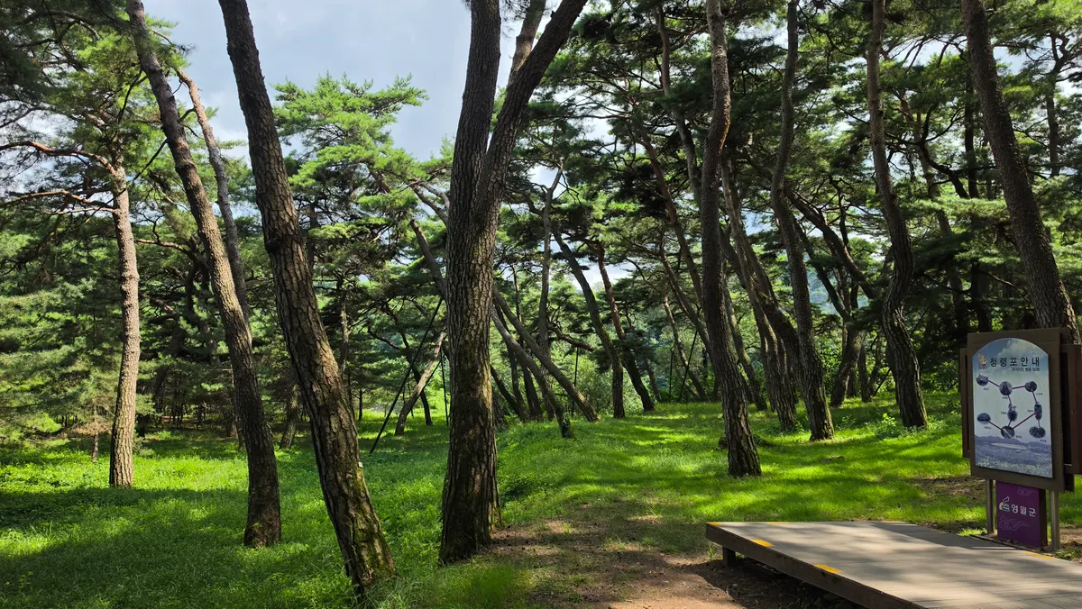 청령포의 소나무 숲